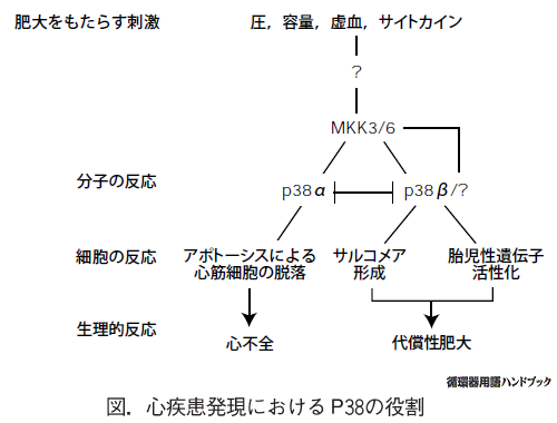 心疾患発現におけるP38の役割