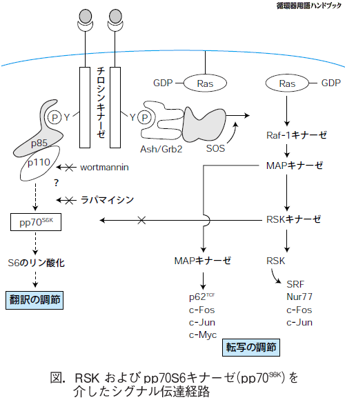 RSKおよびpp70S6キナーゼ（pp70S6K）を介したシグナル伝達経路