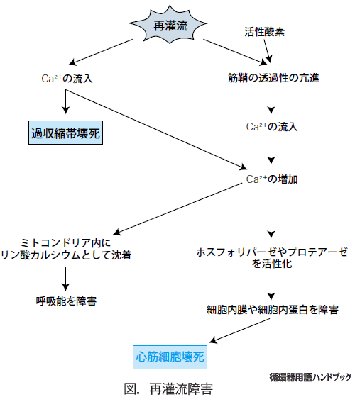 再灌流障害