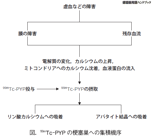 99mTc-PYPの梗塞巣への集積機序