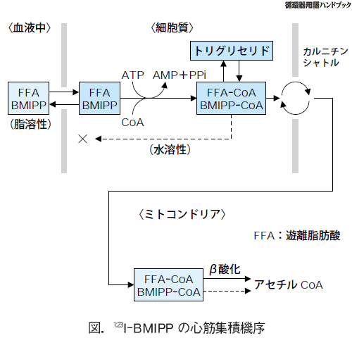 123I-BMIPPの心筋集積機序