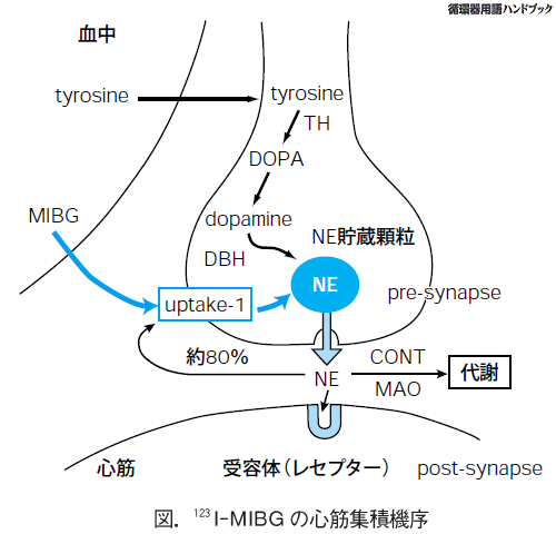 123I-MIBGの心筋集積機序