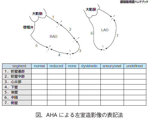 AHAによる左室造影像の表記法