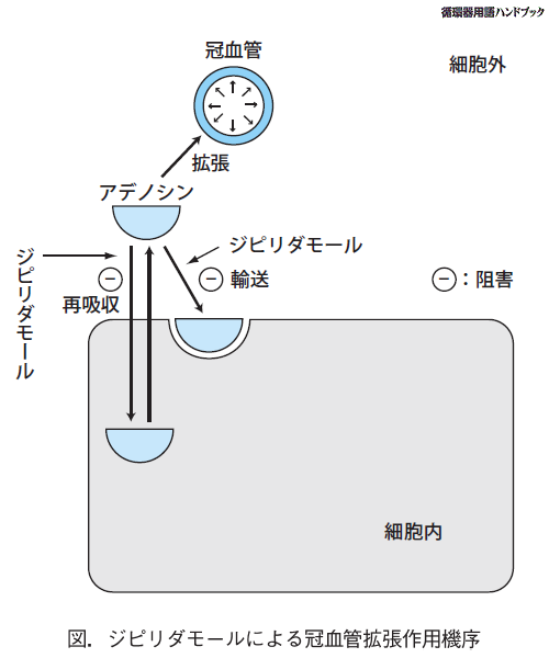 ジピリダモールによる冠血管拡張作用機序