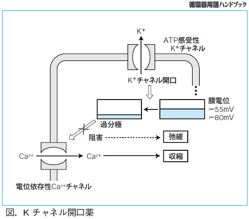 Kチャネル開講薬
