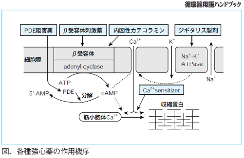 各種強心薬の作用機序