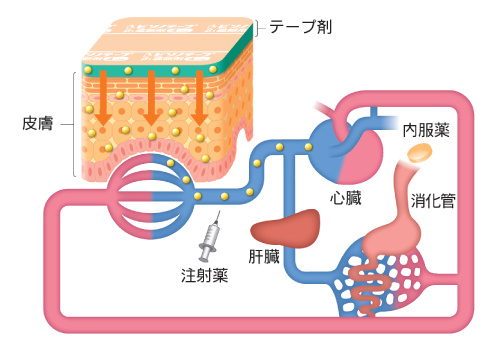 貼付剤の投与経路