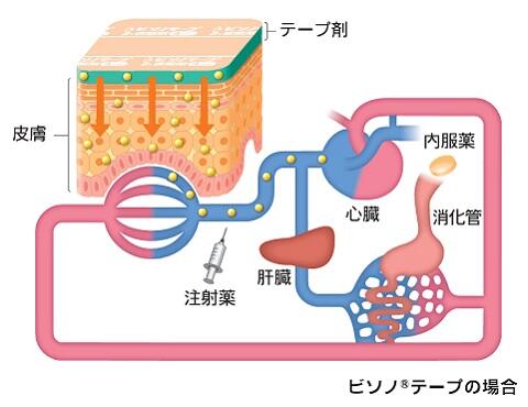 ビソノテープの経皮吸収経路の模式図